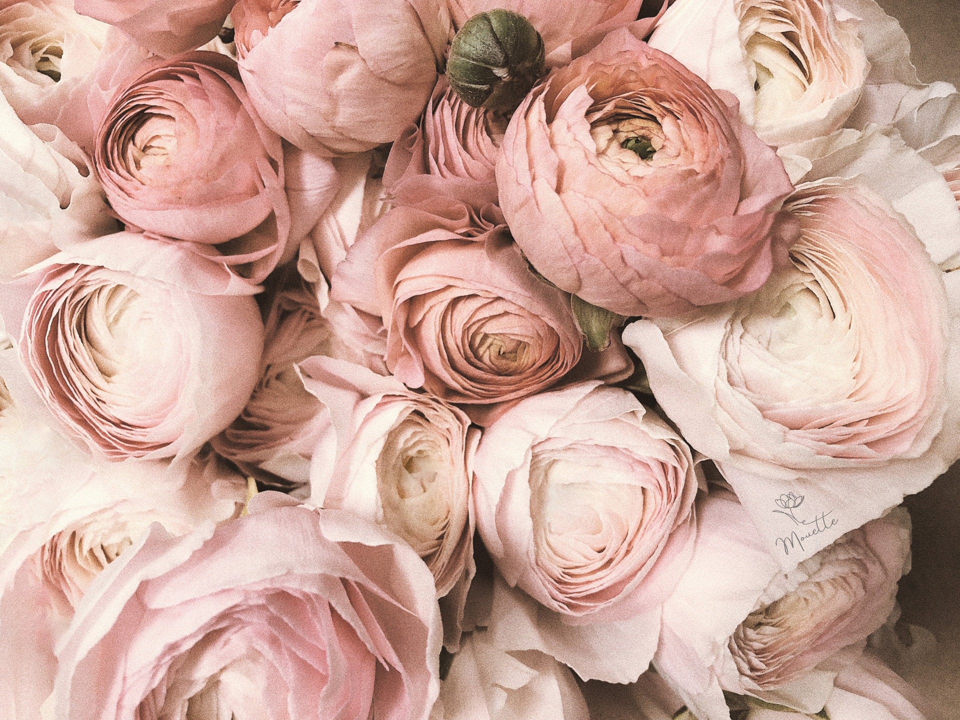 Mouette Flowers Business Photo